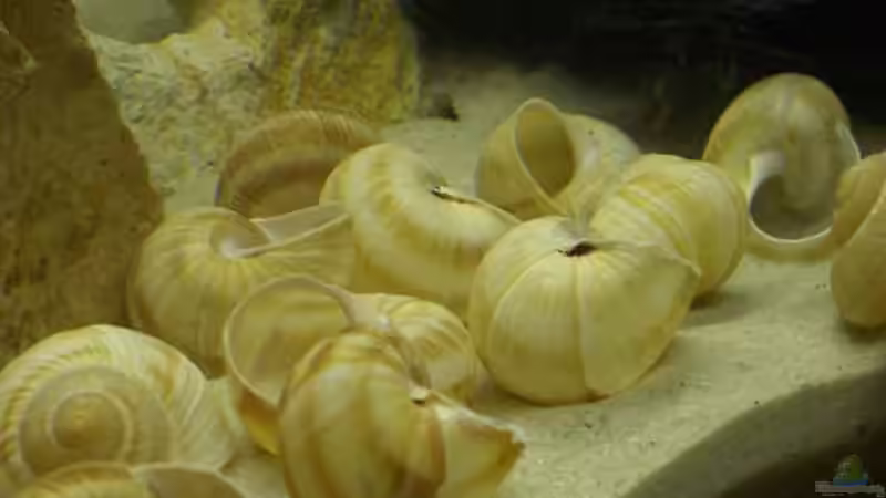 ein paar der 24  Weinbergschneckenhäuser von Eric Sautner (5)