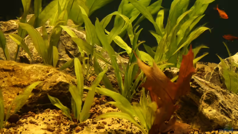 ein paar Echinodoren von die Perle... (30)