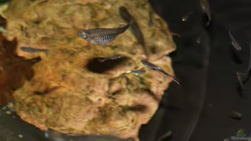 Ein Paar Endlers von Timo Lorenz (14)