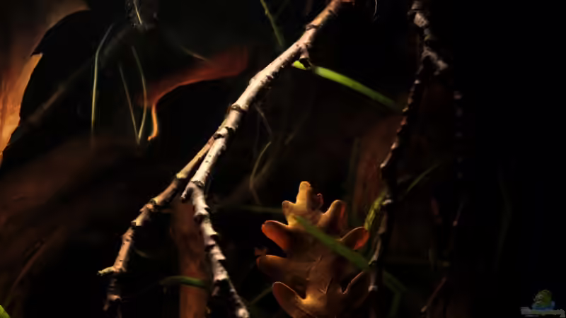 ein paar Erlenzweige von die Perle... (8)