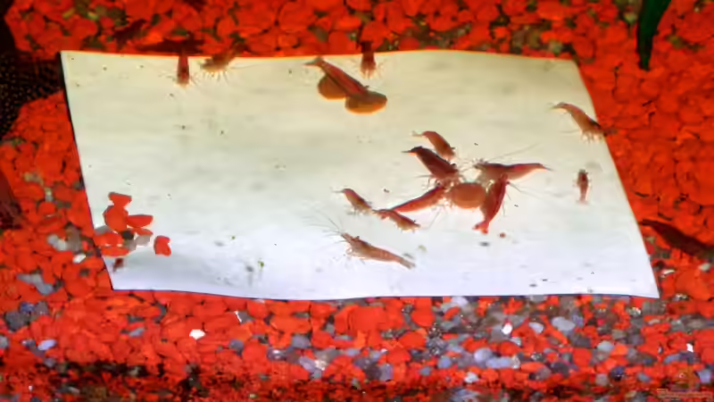 Ein paar Garnelen (auf weissem Untergrund nur für das Foto) von Tobias Lips (3)