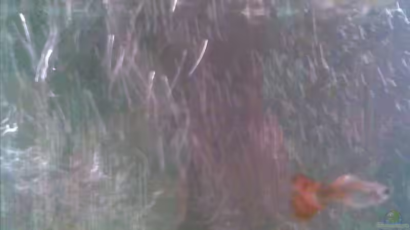 Ein paar Guppys die sich fotografieren lassen von Sammy1981 (11)