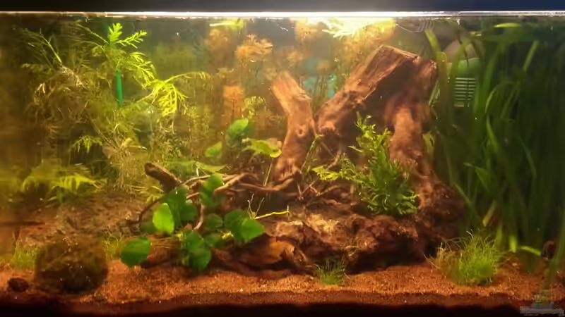 ein paar kleine Veränderungen (27.1.2013) leider etwas zu viele Wasserlinsen rausgenommen. naja, sie wachsen ja wieder :) von isabelle... (12)