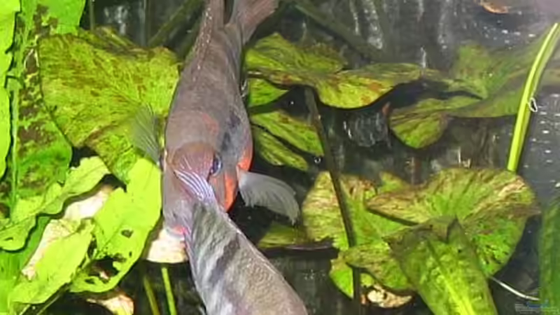 ein paar meine Buntbarsche von Claudia Müller (12)