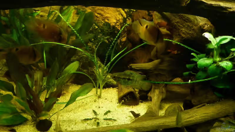 ein paar meiner Barsche 12.03.12 von ~Marco~ (49)