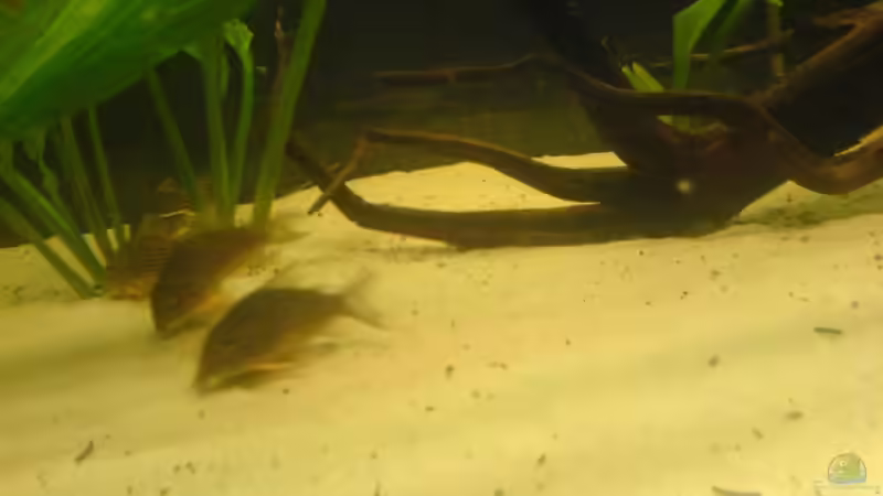 Ein Paar meiner Sterbais von Patrick Gauseweg (9)