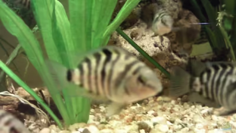 Ein paar meiner Zebrabarsch Jungfische ca.5-6 cm groß von mikael38 (30)