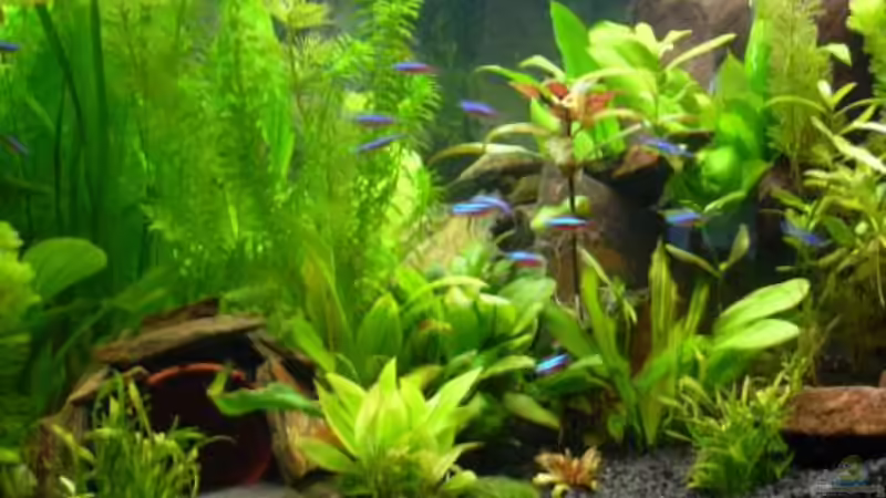 ein paar Neon von Sado-Uwe (38)