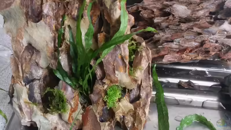 ein paar Pflanzen und Moos dekoriert von Nano Sonny (3)