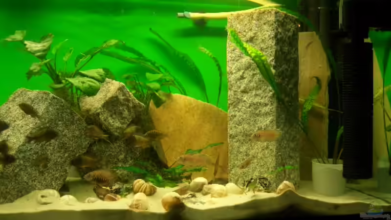 Ein paar Planzen  von Manuel Oswald (3)