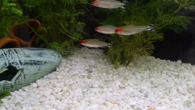 ein paar Rotkopfsalmler von Timmmm (6)