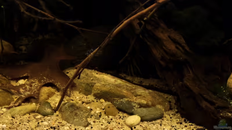 ein paar Steine aus der französischen Ardeche von die Perle... (34)