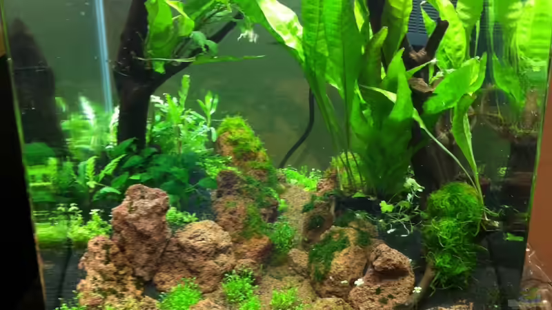 Ein paar Tage nach dem Einrichten von Tipfen (4)