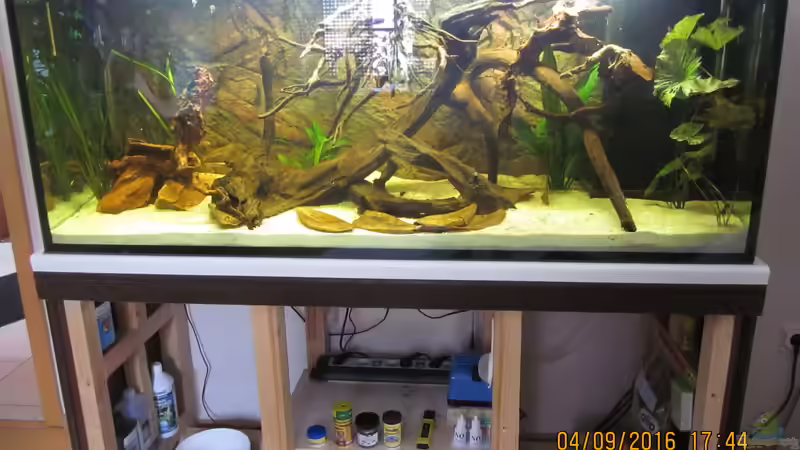 Ein paar Tage später, das Becken ist bepflanzt,mit Altbeständen aus der vorherigen von Ottche (18)