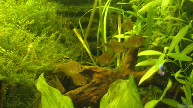 ein paar von den Jungs - Hyphessobrycon bentosi - von Alexander Schild (15)