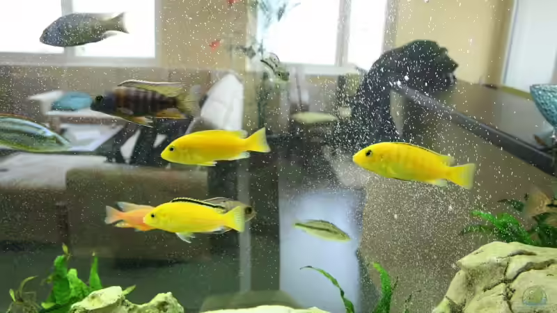 ein paar yellows von Axel Dworak (11)