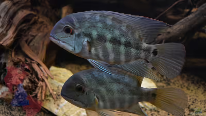 Hoplarchus psittacus im Aquarium halten (Einrichtungsbeispiele für Papageienbuntbarsche)