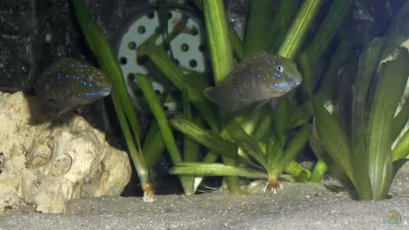 ein Pärchen Eretmodus (re. das W) von Sven Ufer (10)