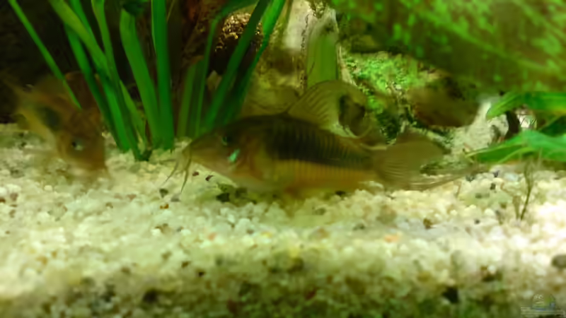 Ein Pärchen Metalpanzerwelse von GGuardiaNN (19)