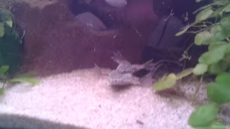 ein Pärchen von Snow-white89 (5)