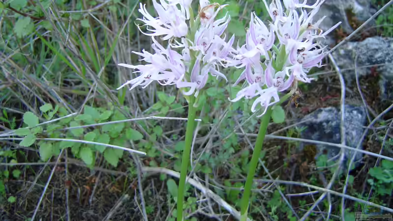 Ein Paradies für Orchideen: Der optimale Standort für diese exotischen Schönheiten