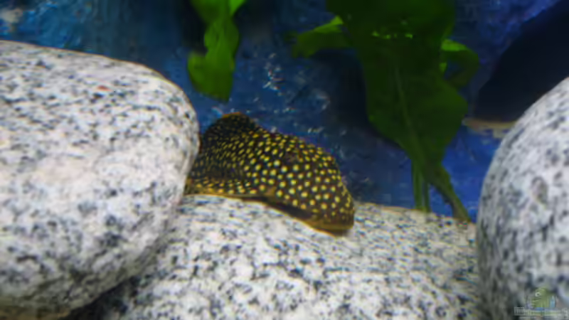 Ein Pflegekind, das Becken von einem Freund wurde aufgelöst -Golden Nugget- von JAMES-JONES (27)