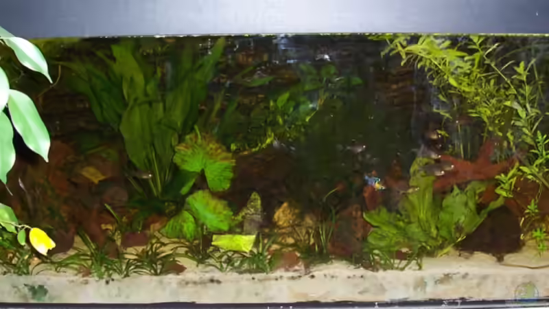 Ein Photo mit Blitz, aber der Rami leuchtet von Alexander Schild (2)