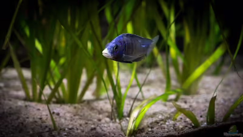 ein Placidochromis phenochilus ´Mdoka´ in der bepflanzten Uferzone .. von AjakAndi (17)