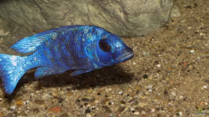 ein Placidochromis phenochilus ´Tanzania´ über den Bodengrund - der feine bis mittlere Rheinkies ... von AjakAndi (43)