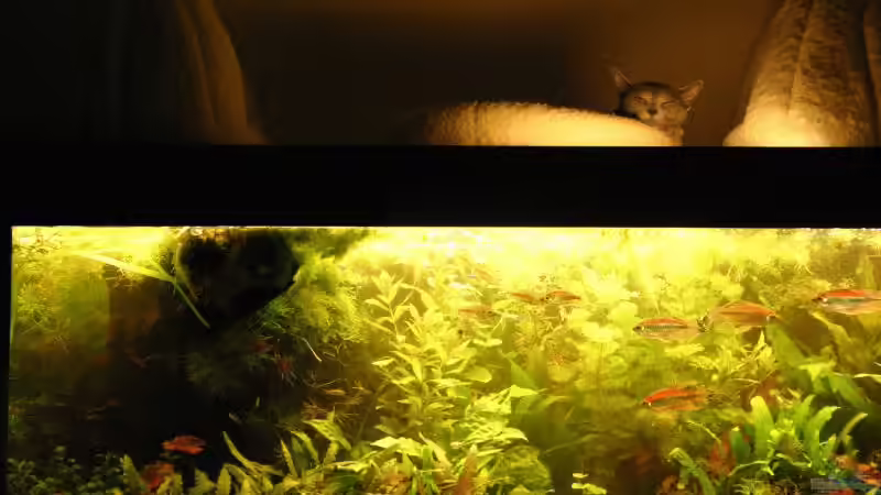 Ein Platz an der Sonne von Kamenko (29)