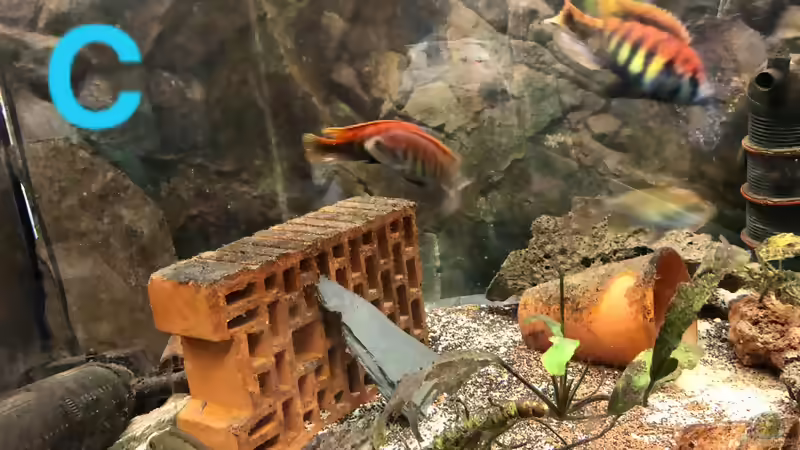 Ein Poster als Aquarien-Rückwand?