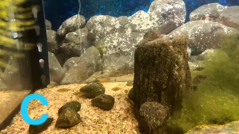 Ein Poster als Aquarien-Rückwand?