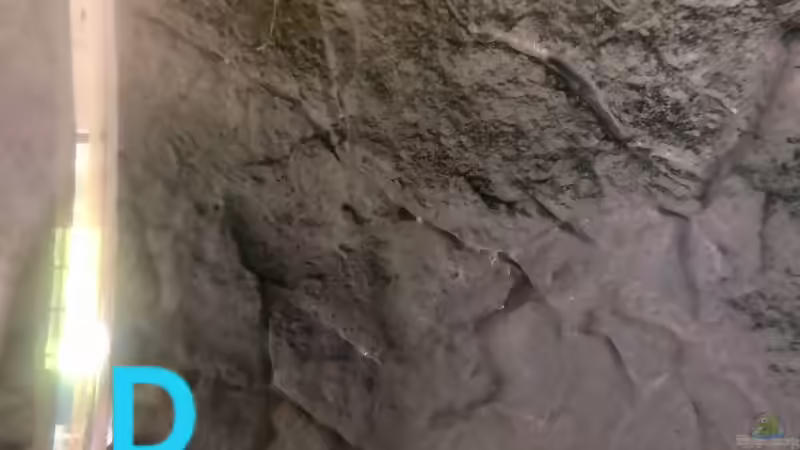 Ein Poster als Aquarien-Rückwand?