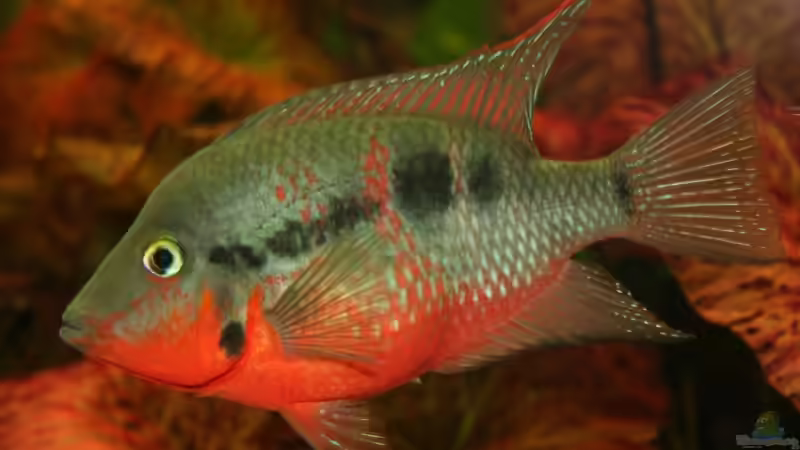 ein Prachtexemplar von Meeki von Minzi (34)