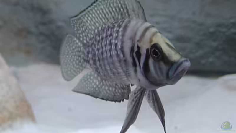 Ein Prachtkerl ;-) von Jan Scherrle (13)