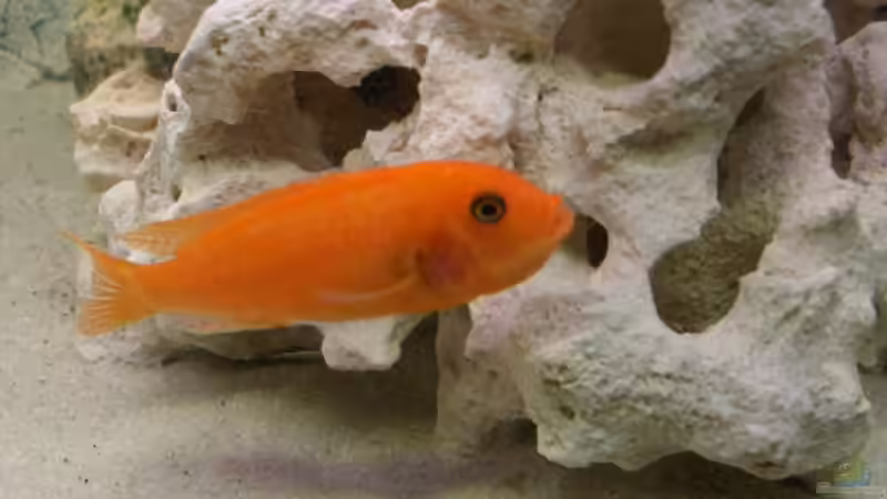 Ein Pseudo auf dem Weg zu seinem Revier von Kai Verholen (16)