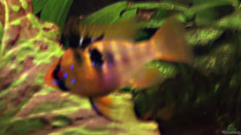 Ein Rami-Weibchen? von Alexander Schild (20)