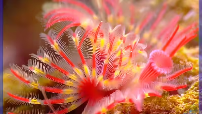 ein Röhrenwurm von Sascha Bill (17)