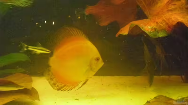 ein Roter und ein Otocinclus links von nemo0109 (44)