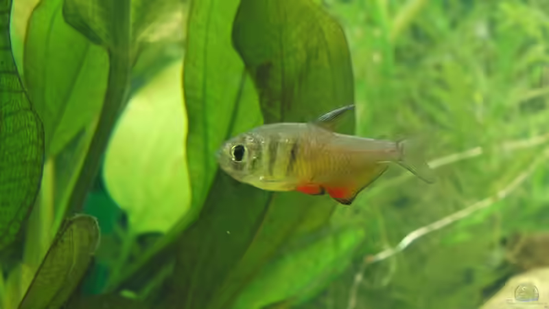 Ein Roter von Rio von Oberregenwurm (17)