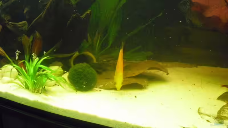 Ein Roter von vorn .... von nemo0109 (48)