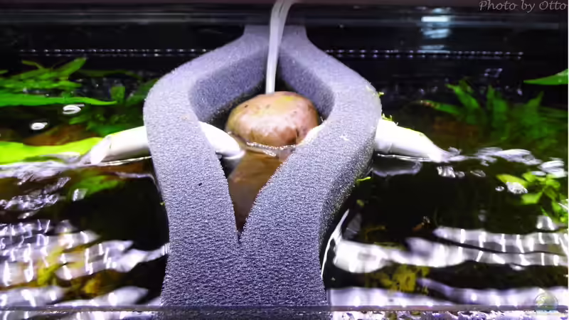 ein Säckchen Torfgranulat sorgt für den richtigen Ph-Wert von ob64 (6)