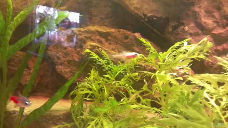 Ein Salmler von dem ich den Namen leider nicht weiß von Jan H. (31)