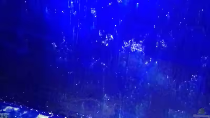 Ein Saukram  von Toshi (6)