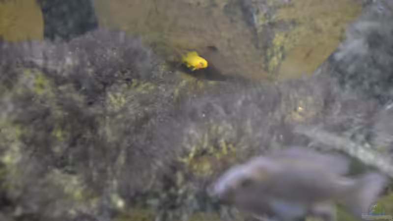 Ein Saulosi-Jungtier, versteckt im Berg des King-Bockes von Mueller76 (17)