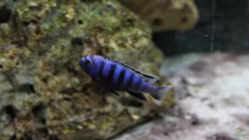 Ein saulosi Männchen :D von noah99 (3)