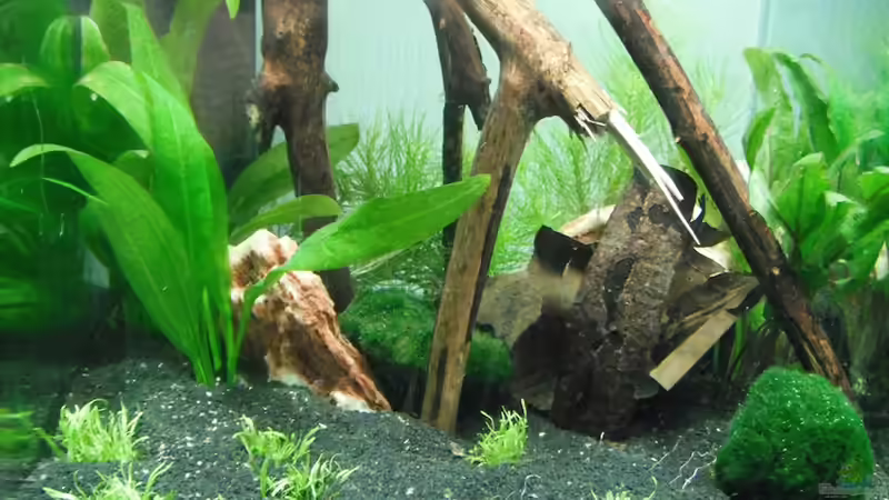 Ein Scaping-Versuch von schwefelfell (2)