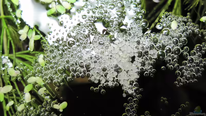 Ein Schaumnest für den Fischnachwuchs: Alles, was du wissen musst