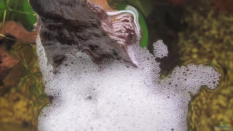 Ein Schaumnest für den Fischnachwuchs: Alles, was du wissen musst