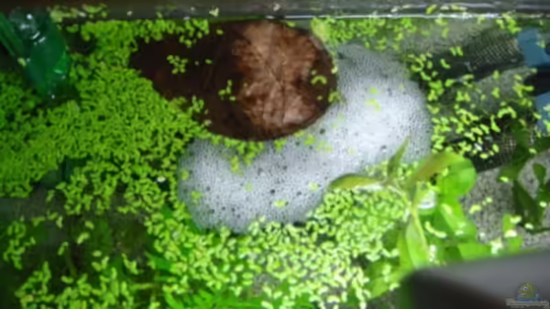 Ein Schaumnest für den Fischnachwuchs: Alles, was du wissen musst